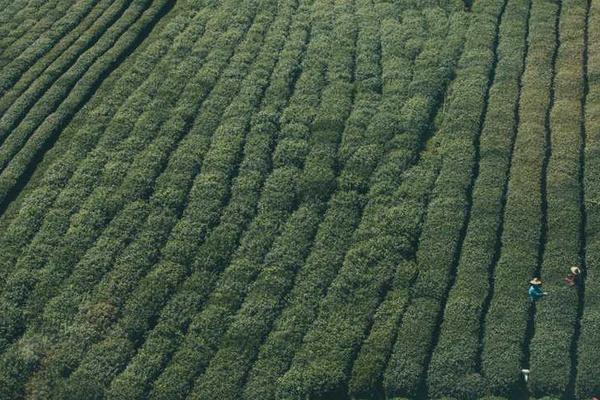 围棋比赛现场照片